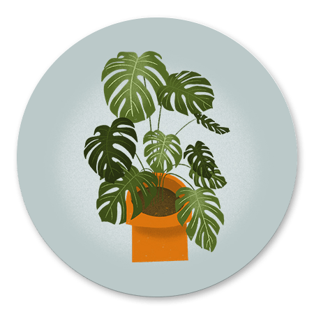 Housewarming Monstera